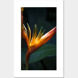 Sunlit Orange Yellow Heliconia Flower Posters and Art